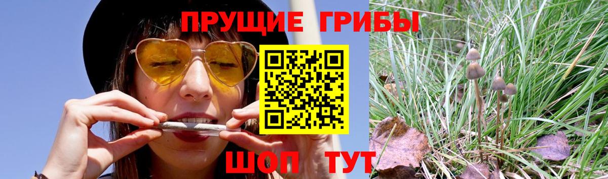 Тавда  Псилоцибиновые грибы мицелий  Вход с VPN  Галлюциногенные грибы мицелий 